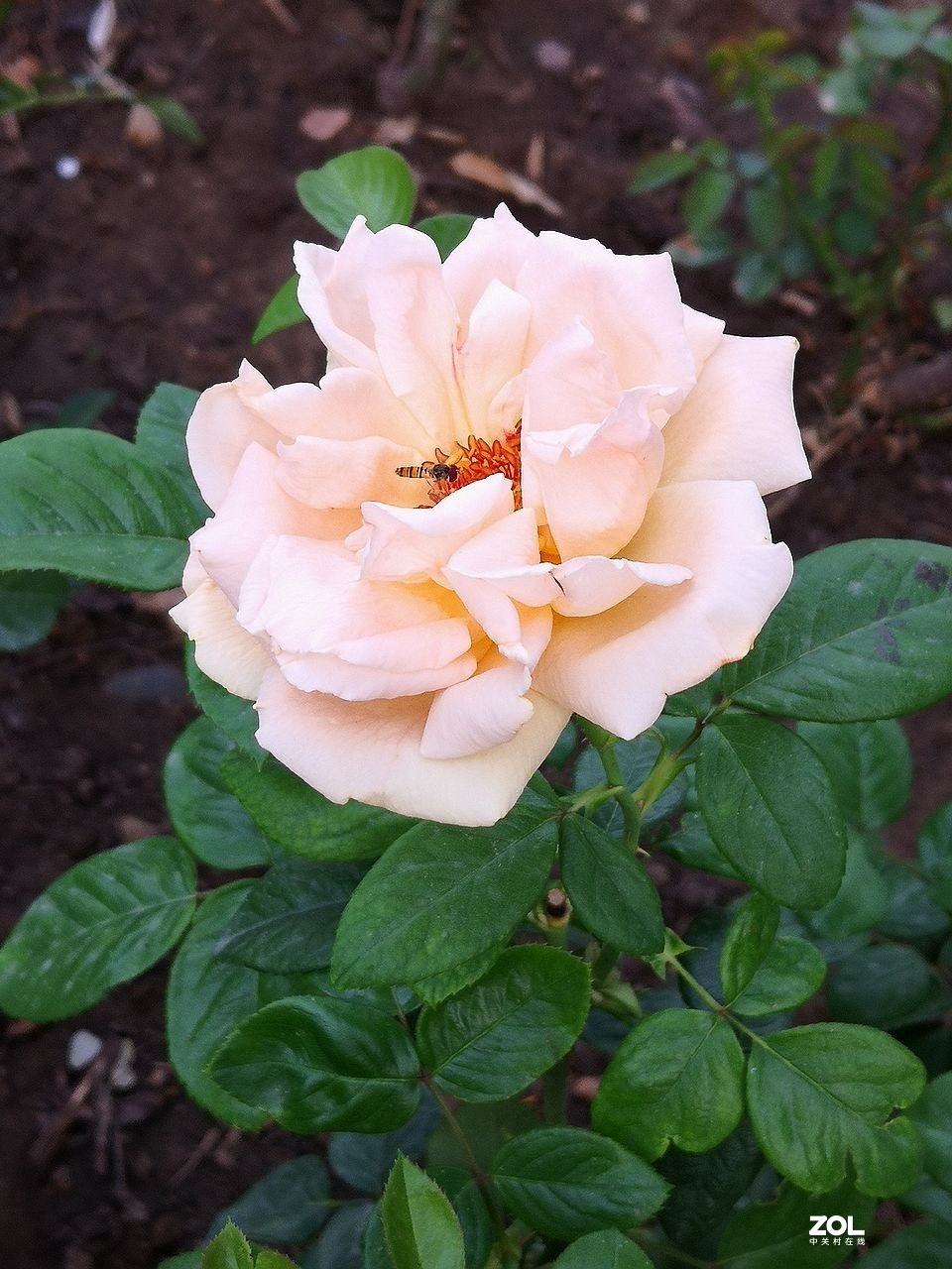 手 机 拍--------竖版月季花