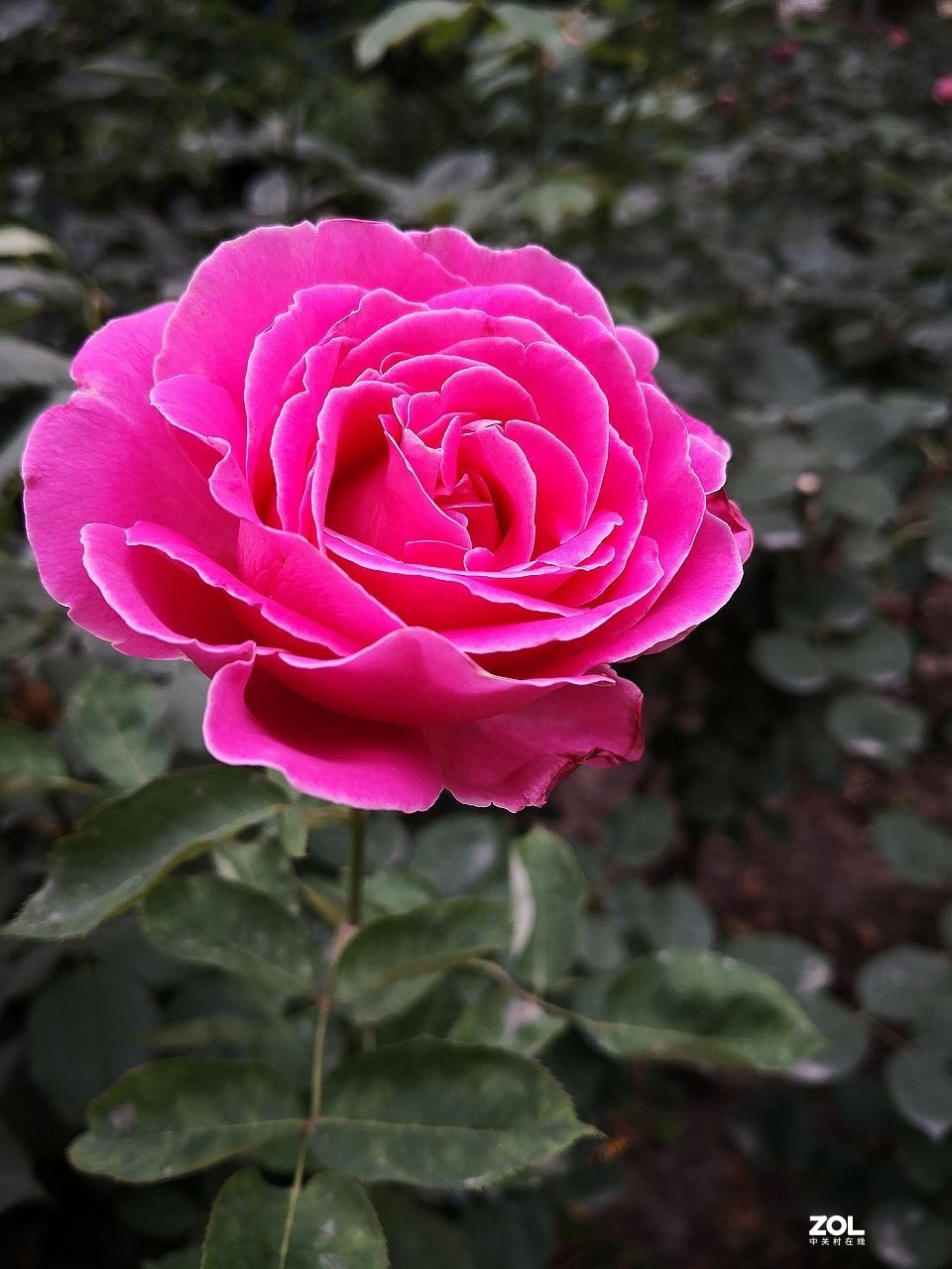 手 机 拍--------竖版月季花