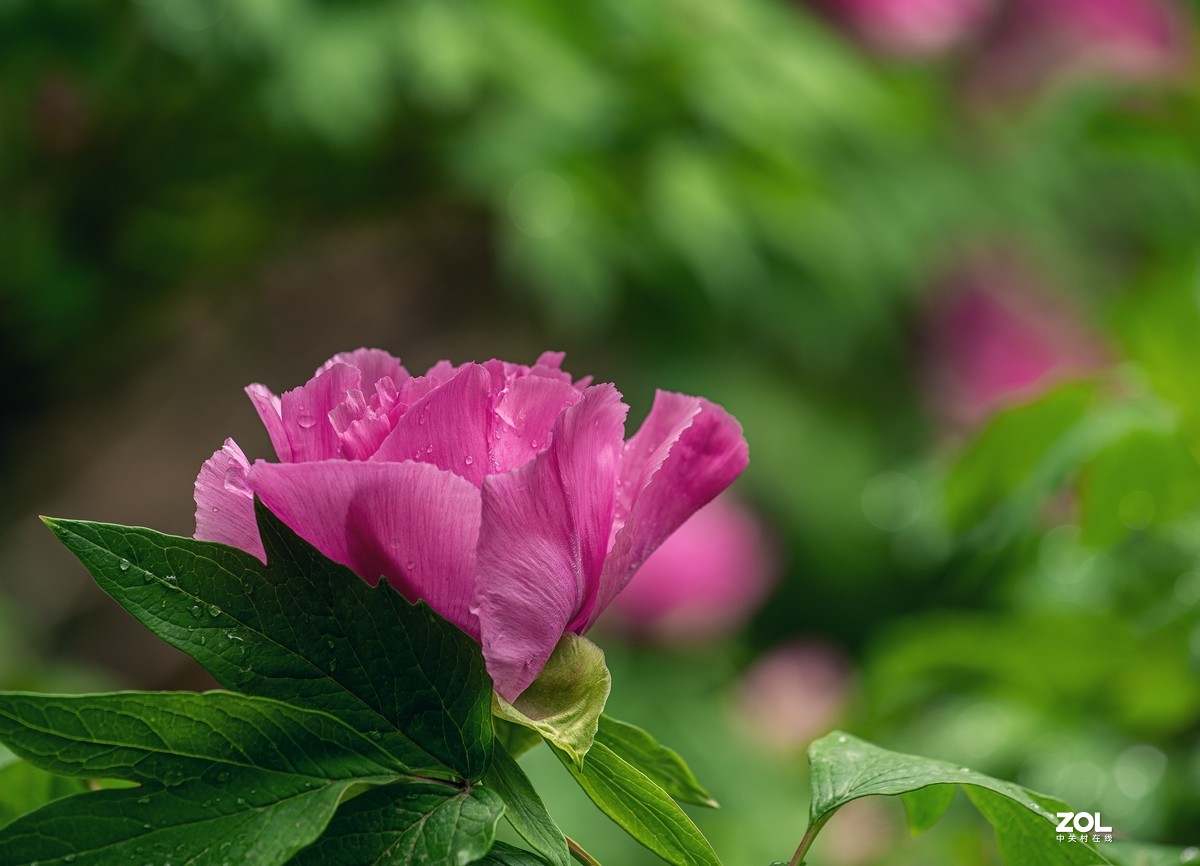 d810拍摄一组花卉