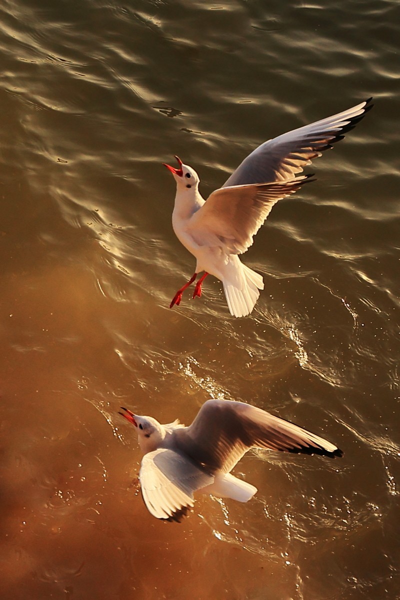 晨曦中的红嘴鸥