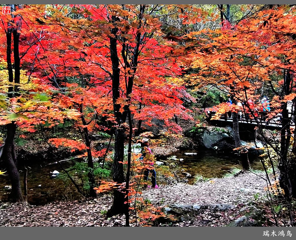 【秋游本溪】2.枫情老边沟