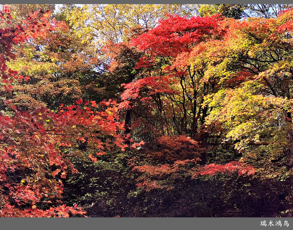 【秋游本溪】2.枫情老边沟