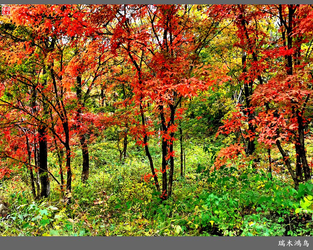 【秋游本溪】2.枫情老边沟