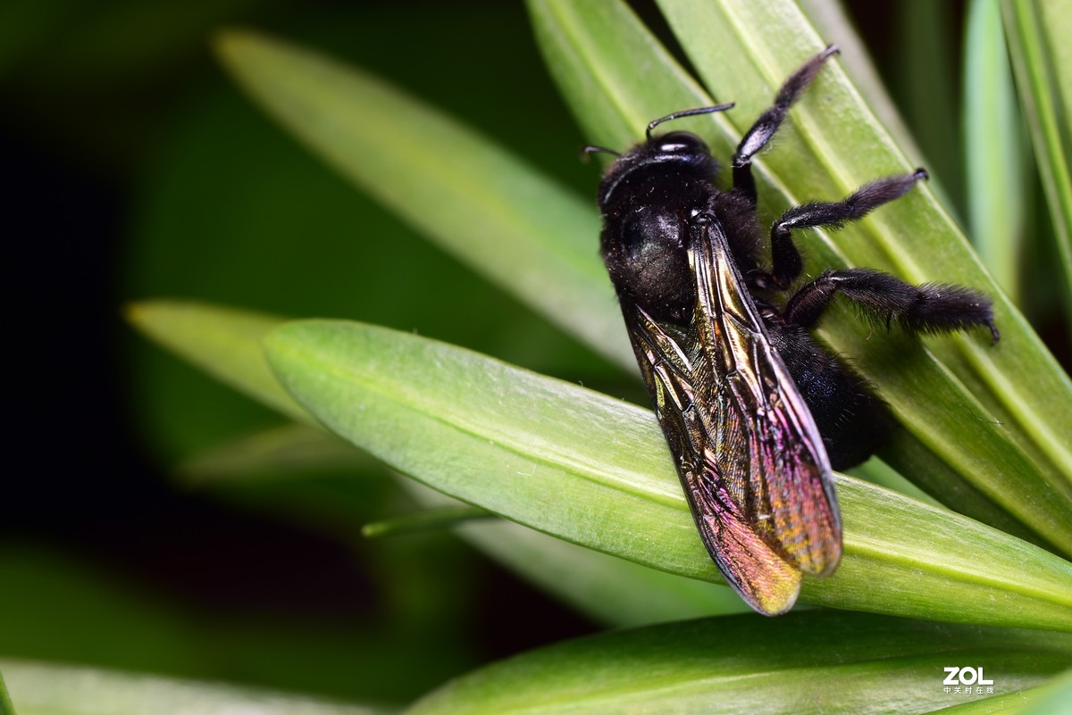 这季节抓个虫不容易，加了个近摄圈，光圈：11