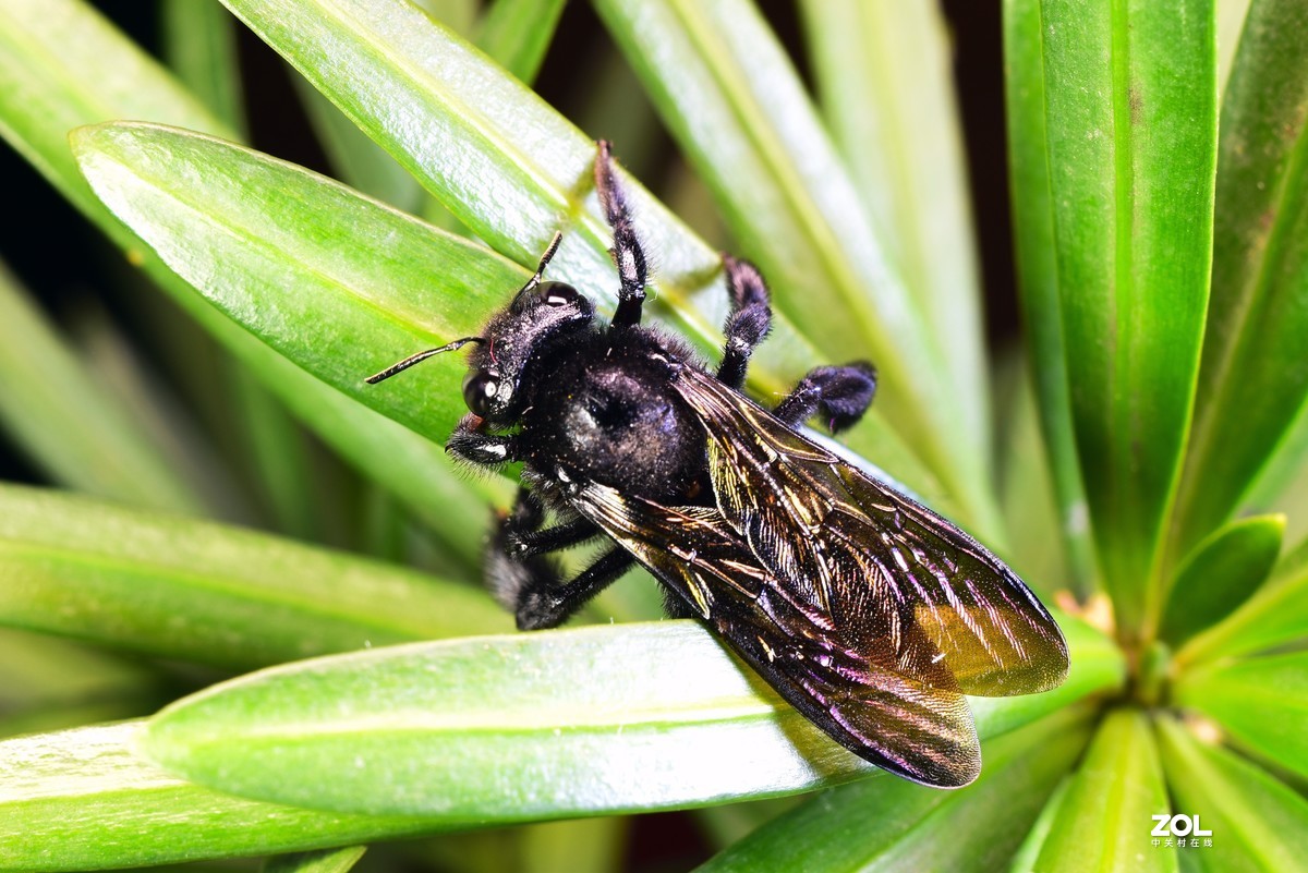 这季节抓个虫不容易，加了个近摄圈，光圈：11