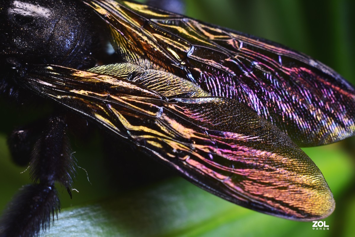 这季节抓个虫不容易，加了个近摄圈，光圈：11
