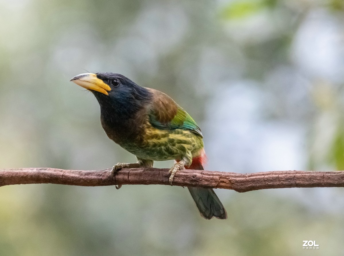 抓拍体型巨大的《大拟啄木鸟》1