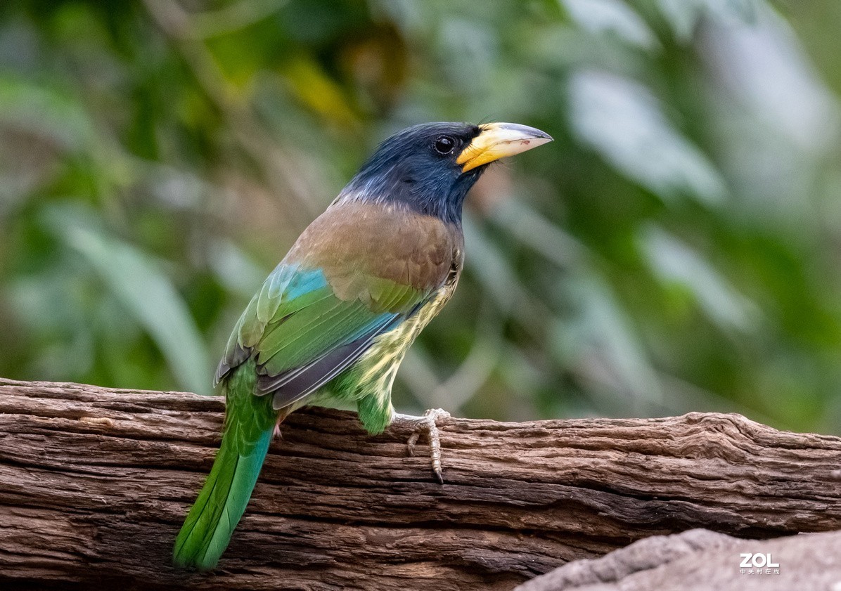 抓拍体型巨大的《大拟啄木鸟》1