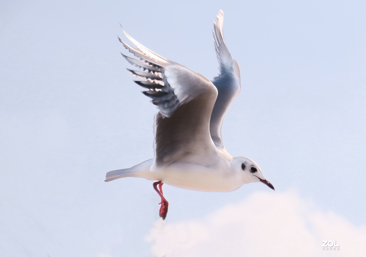 抓拍红嘴鸥—8
