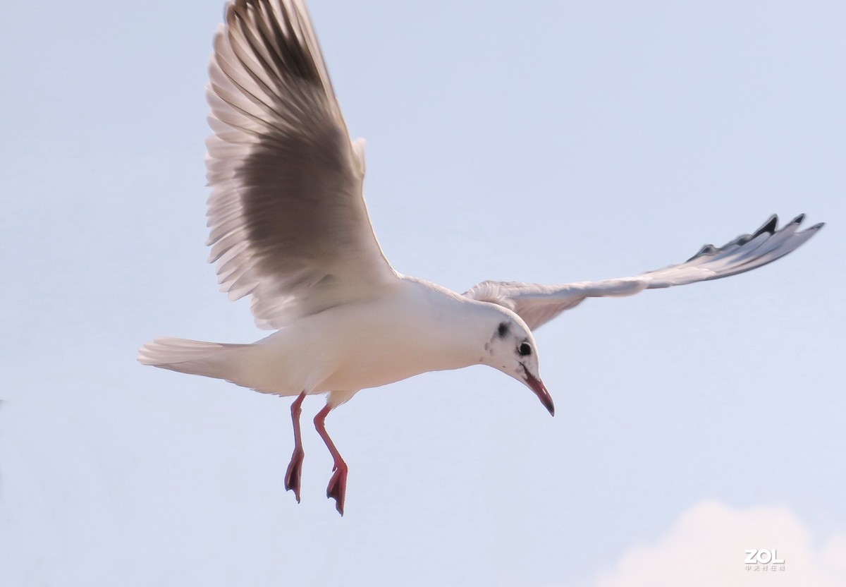 抓拍红嘴鸥—8