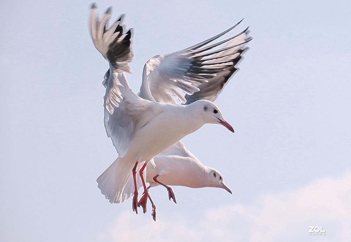 抓拍红嘴鸥—8