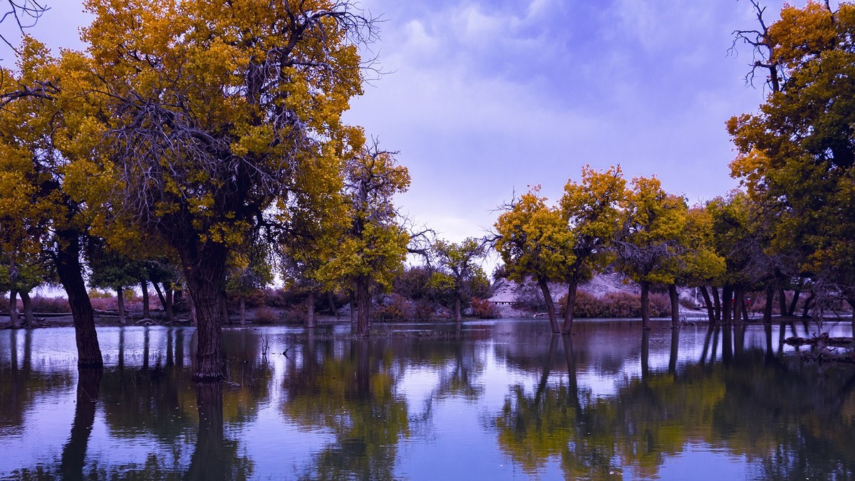额济纳胡杨林掠影