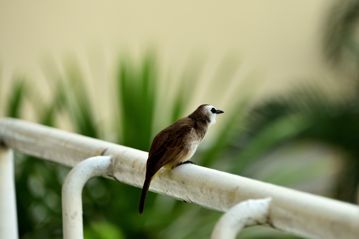 普吉岛掠影【4】