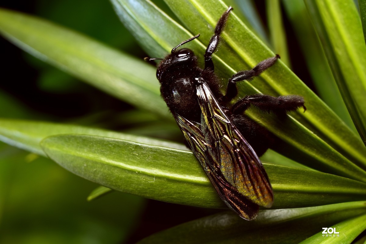 这季节抓个虫不容易，加了个近摄圈，光圈：11