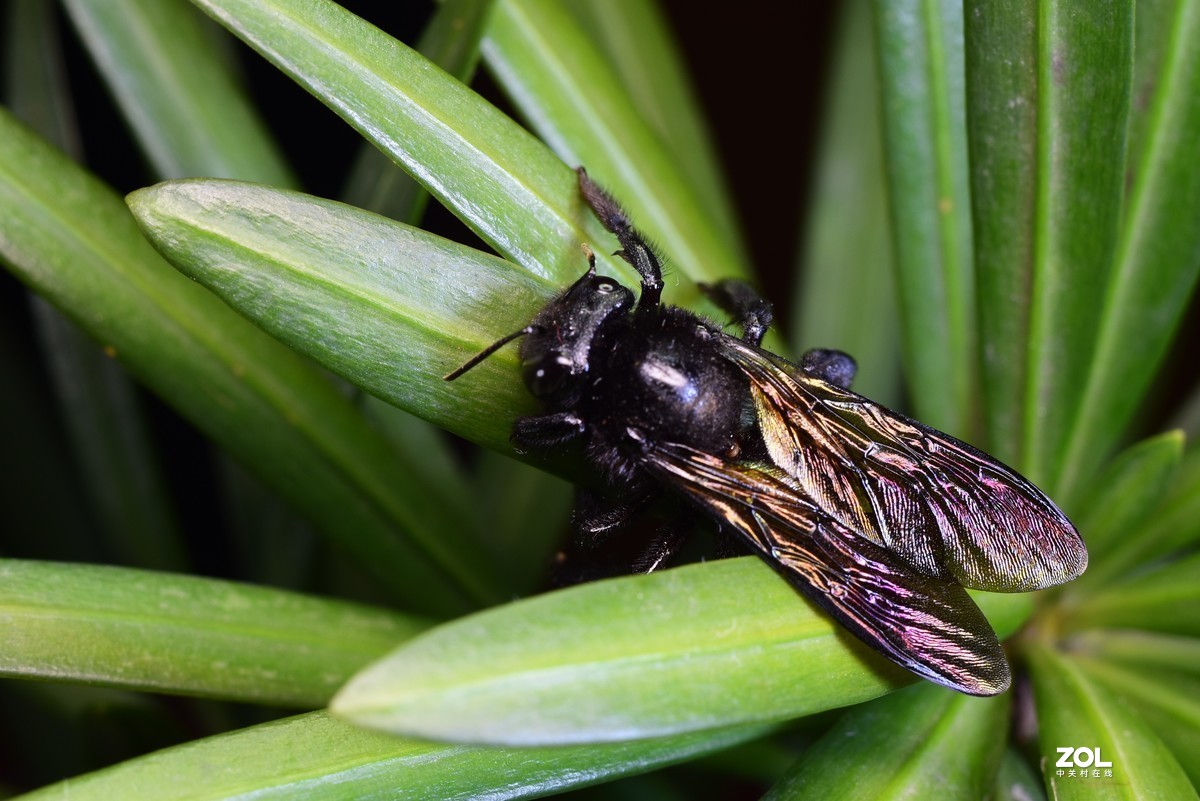 这季节抓个虫不容易，加了个近摄圈，光圈：11