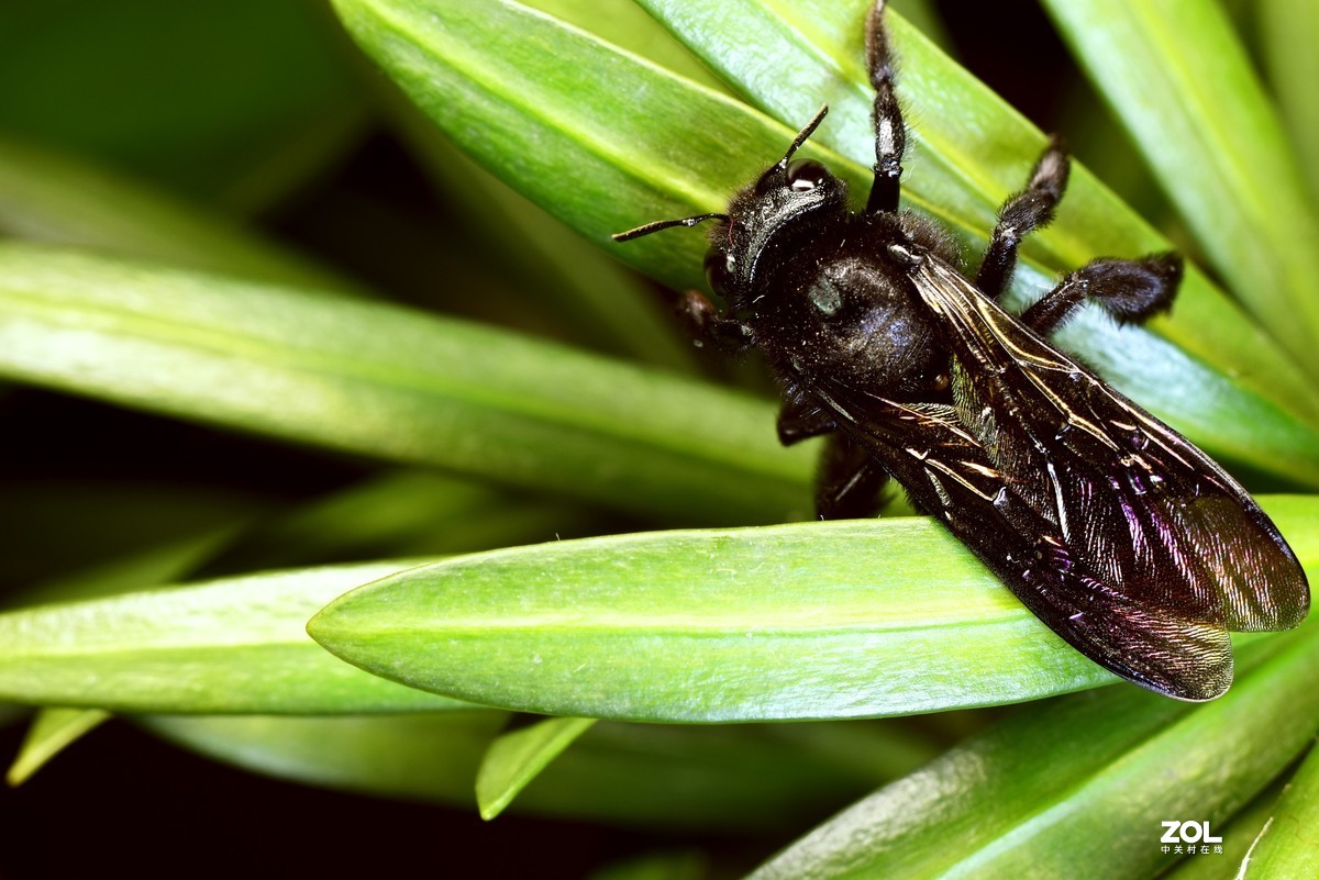 这季节抓个虫不容易，加了个近摄圈，光圈：11