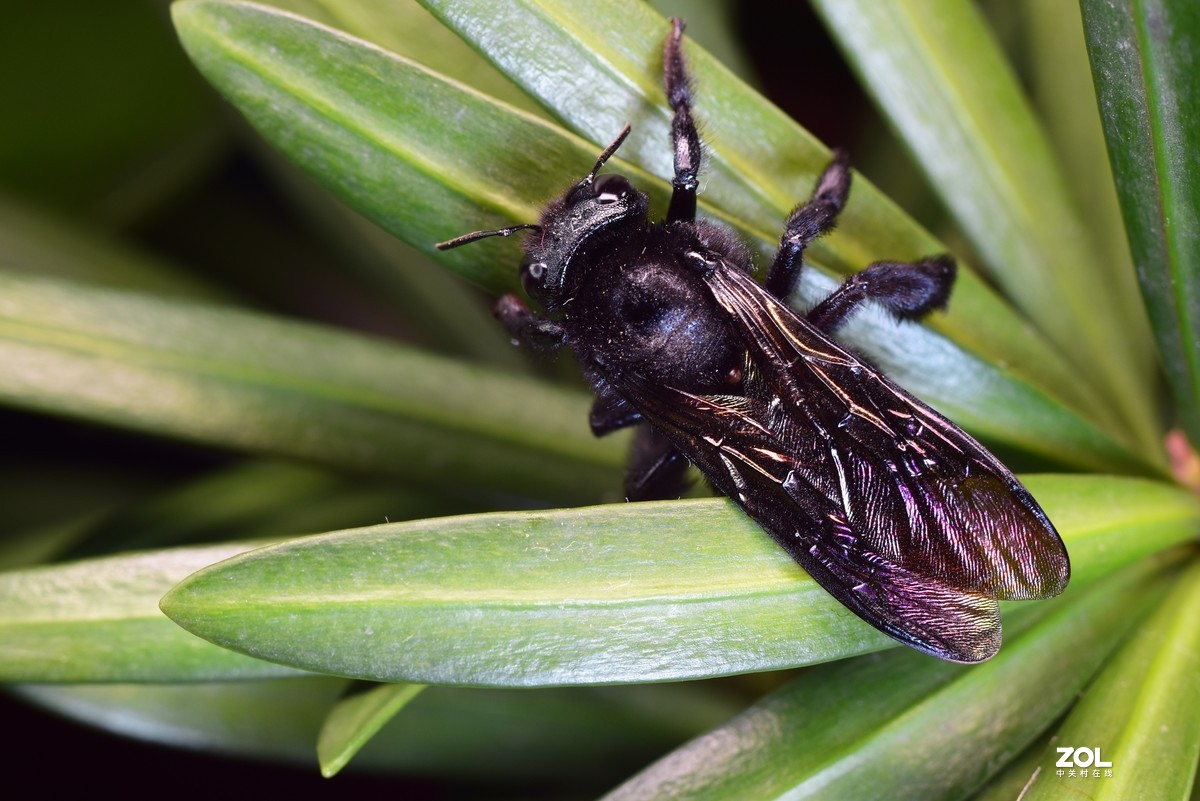 这季节抓个虫不容易，加了个近摄圈，光圈：11