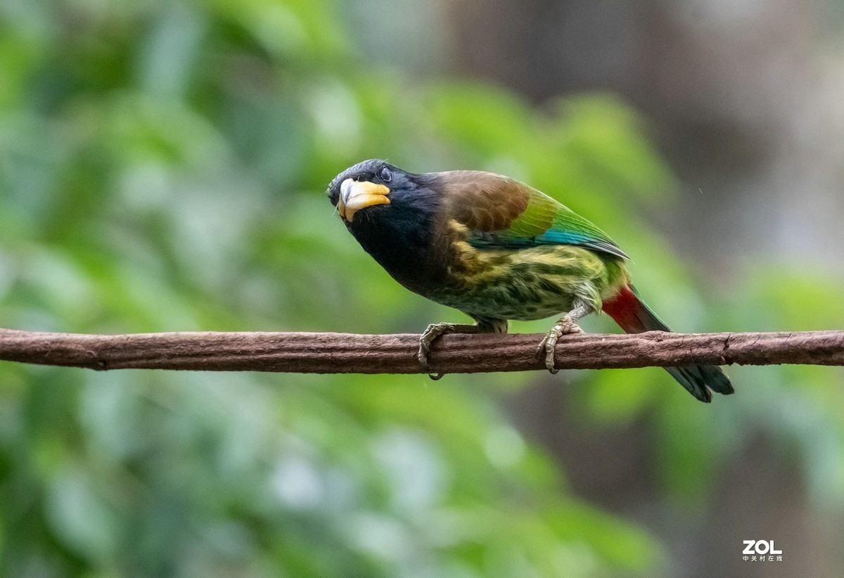 抓拍体型巨大的《大拟啄木鸟》1