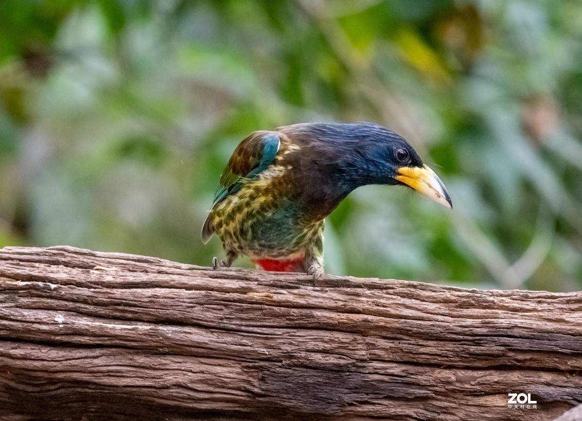 抓拍体型巨大的《大拟啄木鸟》1