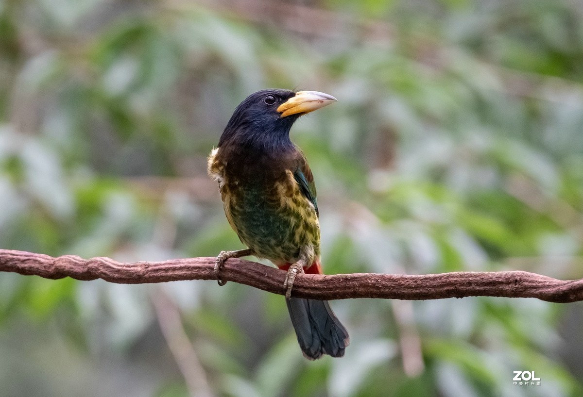 抓拍体型巨大的《大拟啄木鸟》1