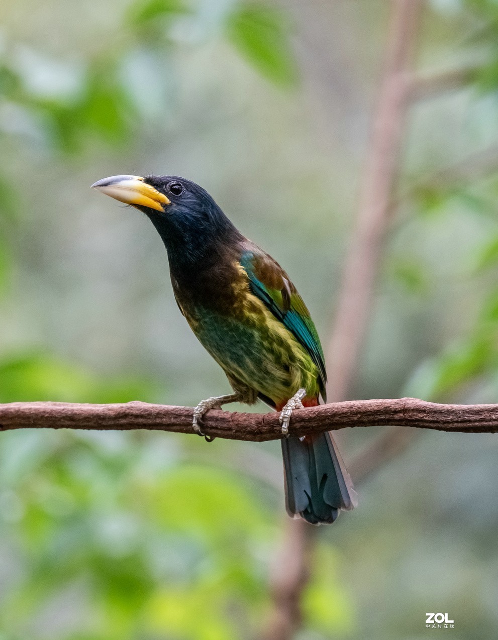 抓拍体型巨大的《大拟啄木鸟》1