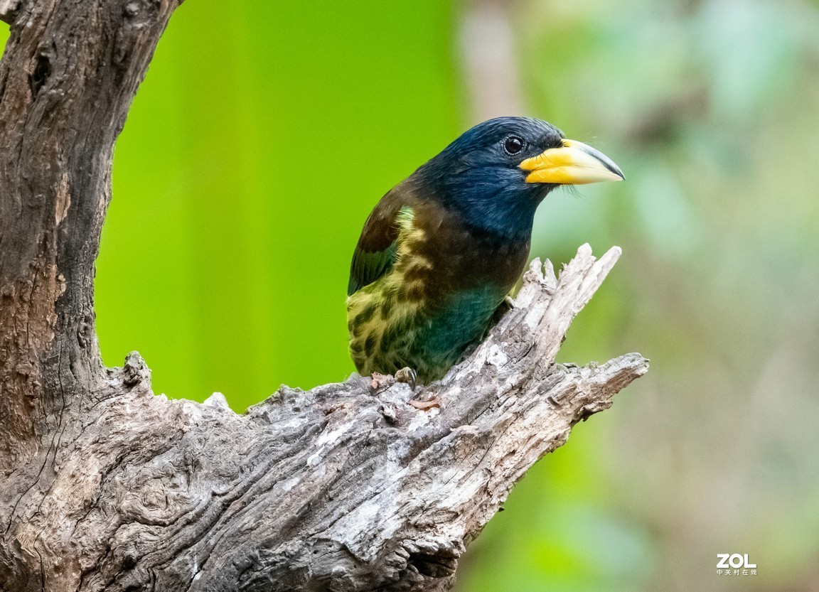 抓拍体型巨大的《大拟啄木鸟》1