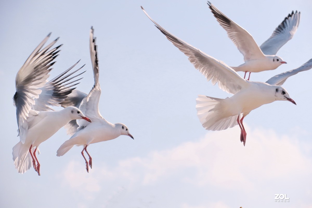 抓拍红嘴鸥—8