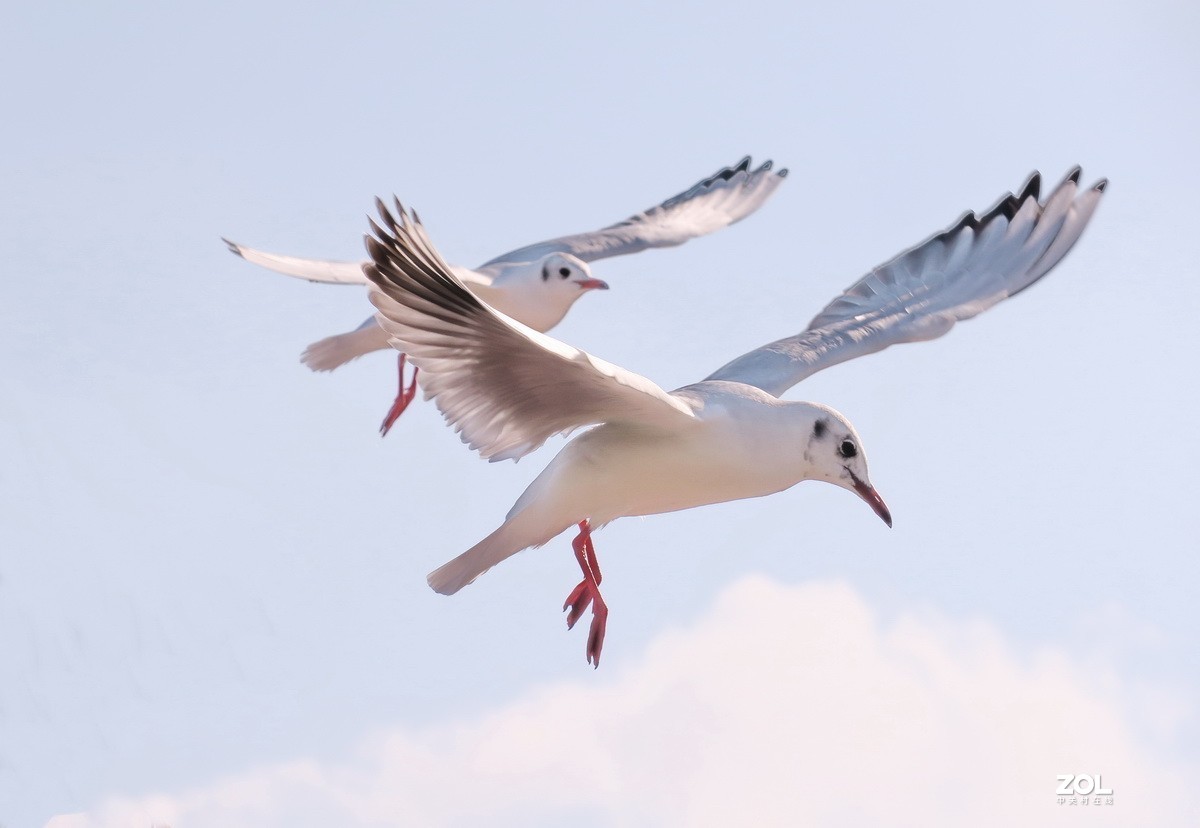 抓拍红嘴鸥—8