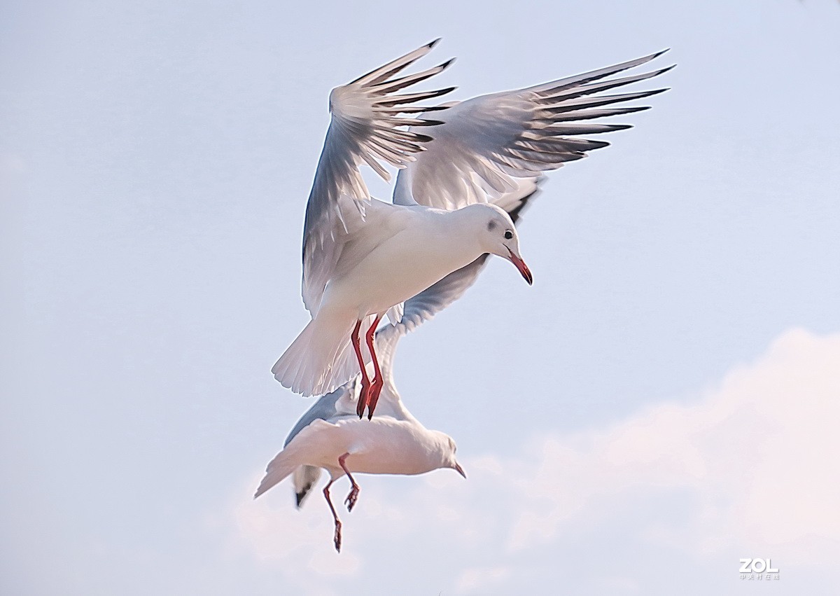 抓拍红嘴鸥—8