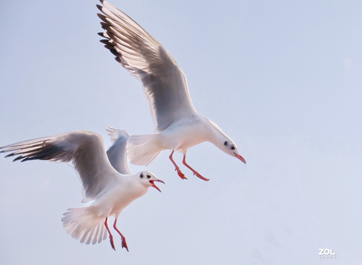抓拍红嘴鸥—8