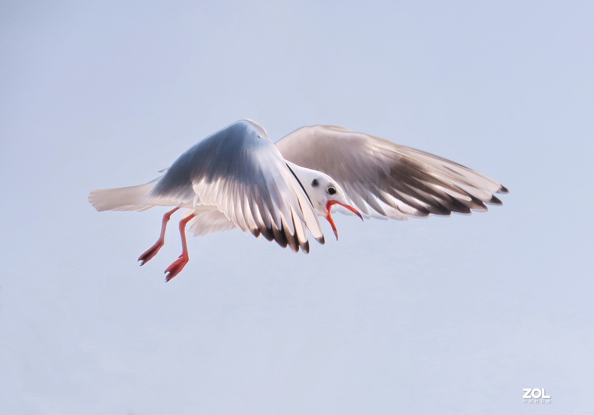 抓拍红嘴鸥—8