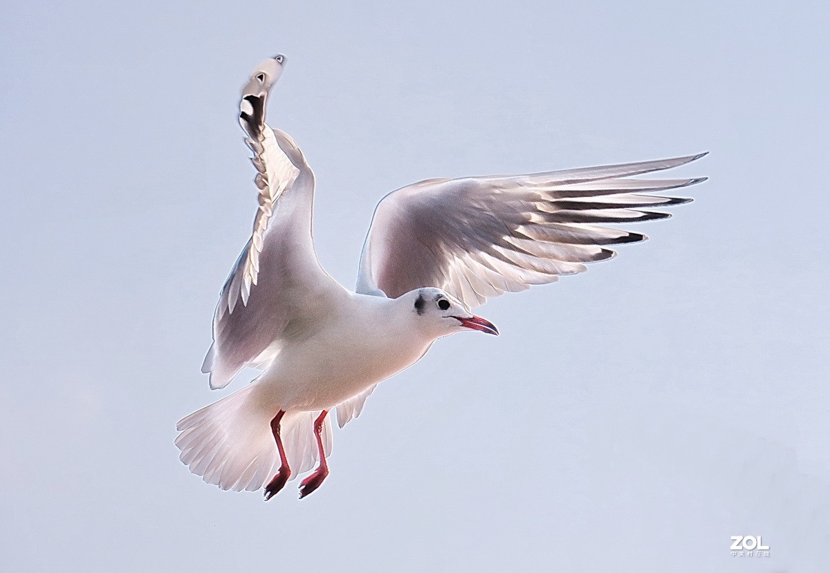 抓拍红嘴鸥—8