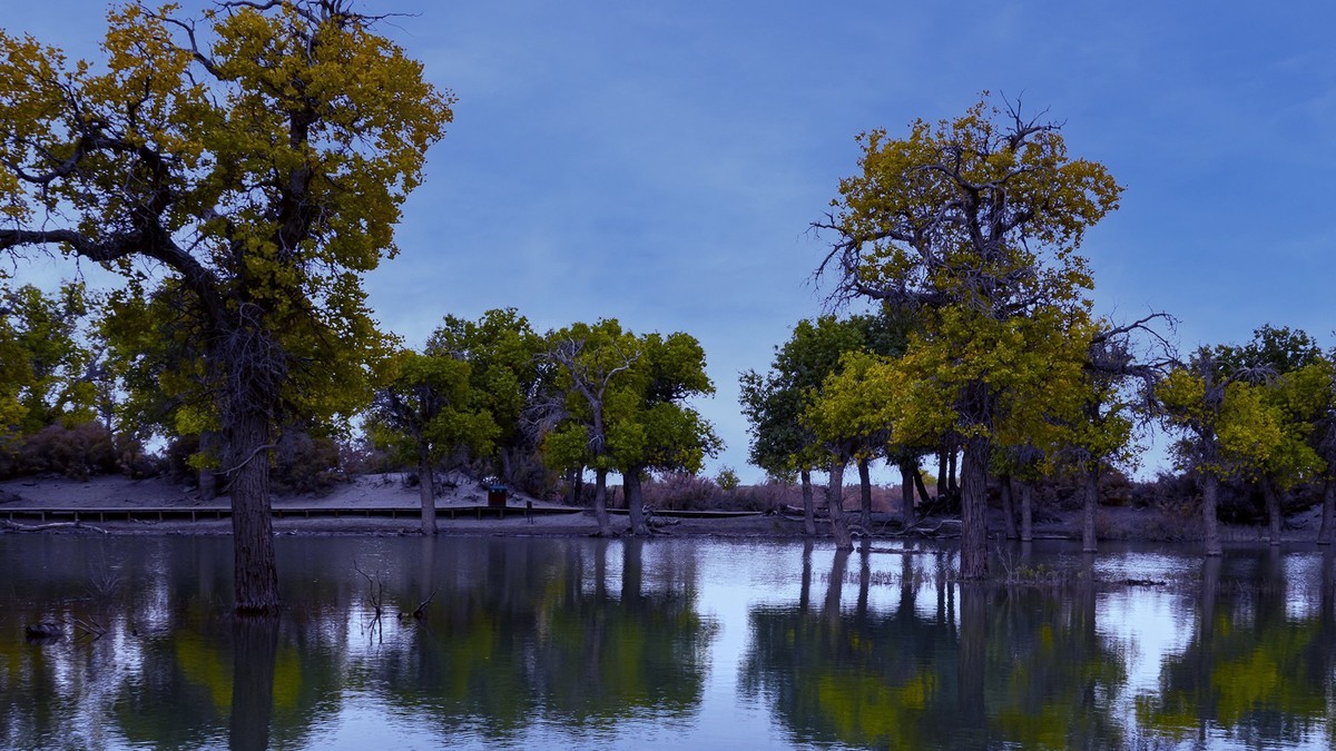 额济纳胡杨林掠影