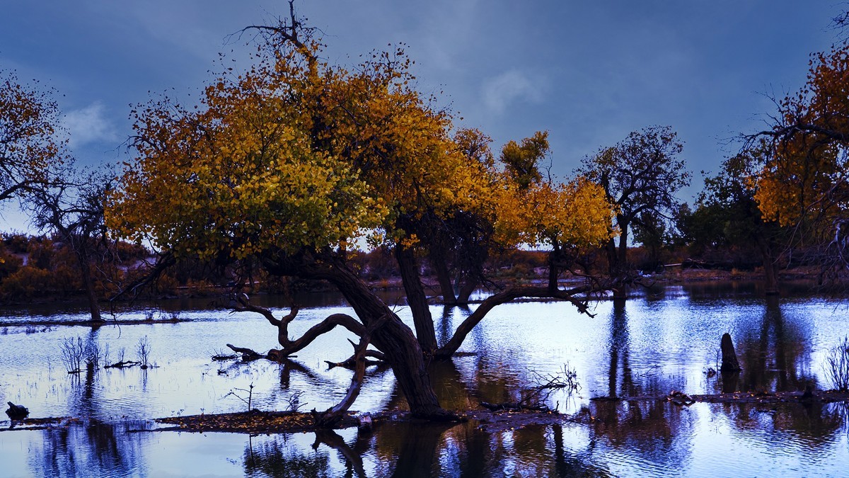 额济纳胡杨林掠影