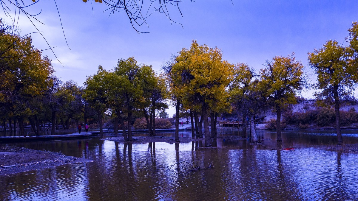 额济纳胡杨林掠影