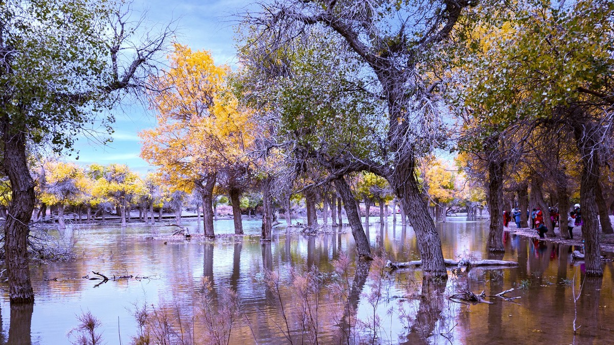 额济纳胡杨林掠影