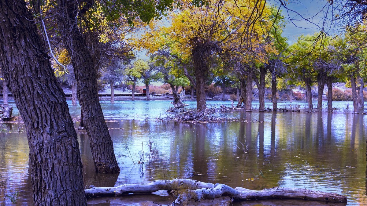 额济纳胡杨林掠影