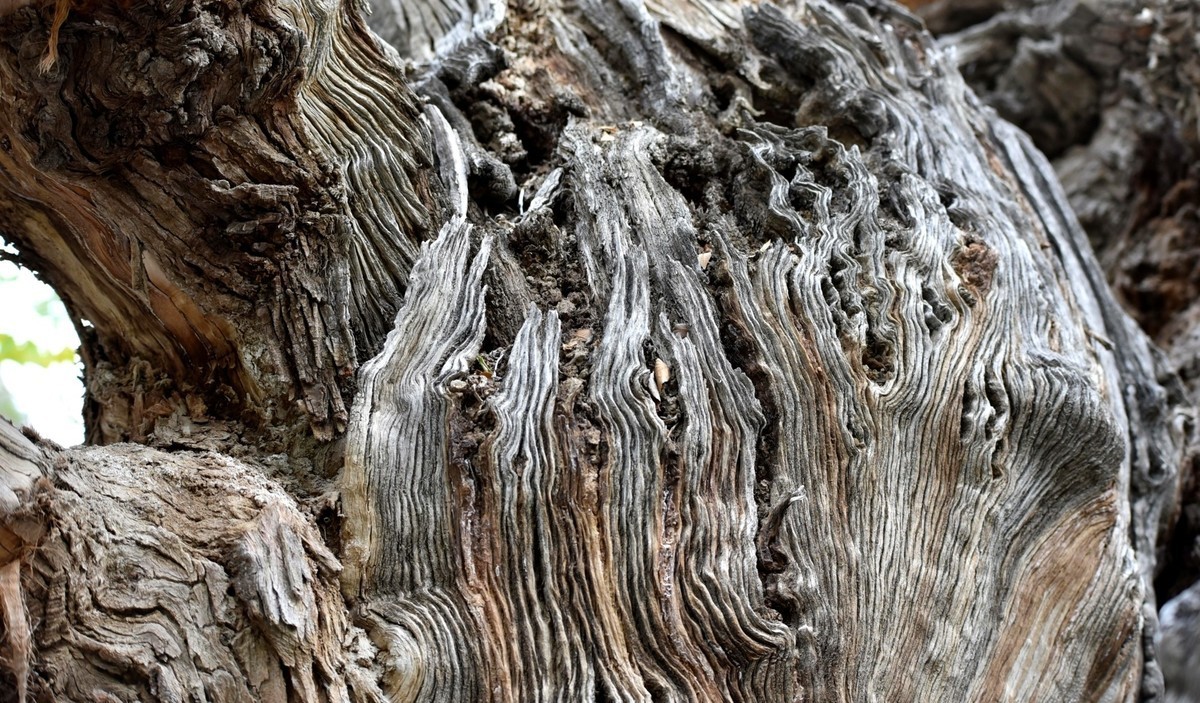 看千年不朽胡杨木的纹理想大自然的神奇