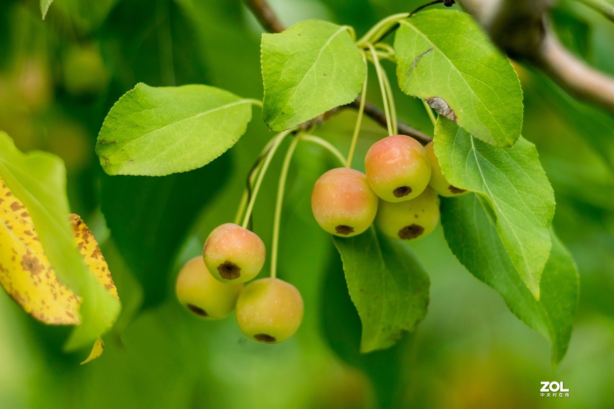 色彩鲜艳的海棠果
