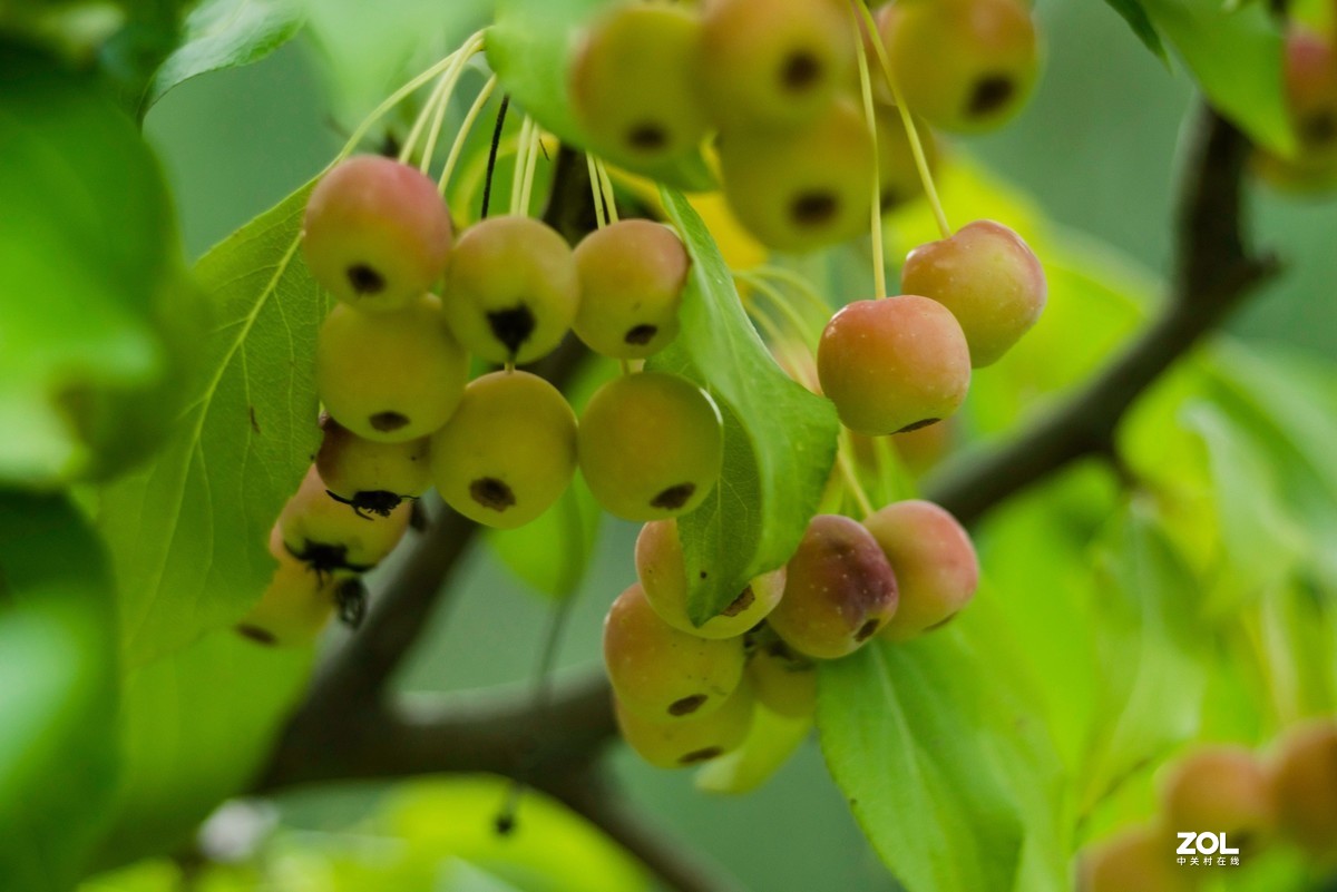 色彩鲜艳的海棠果