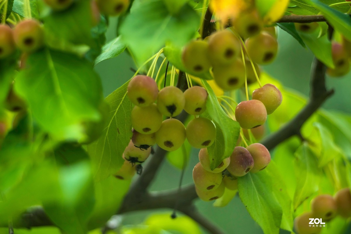 色彩鲜艳的海棠果