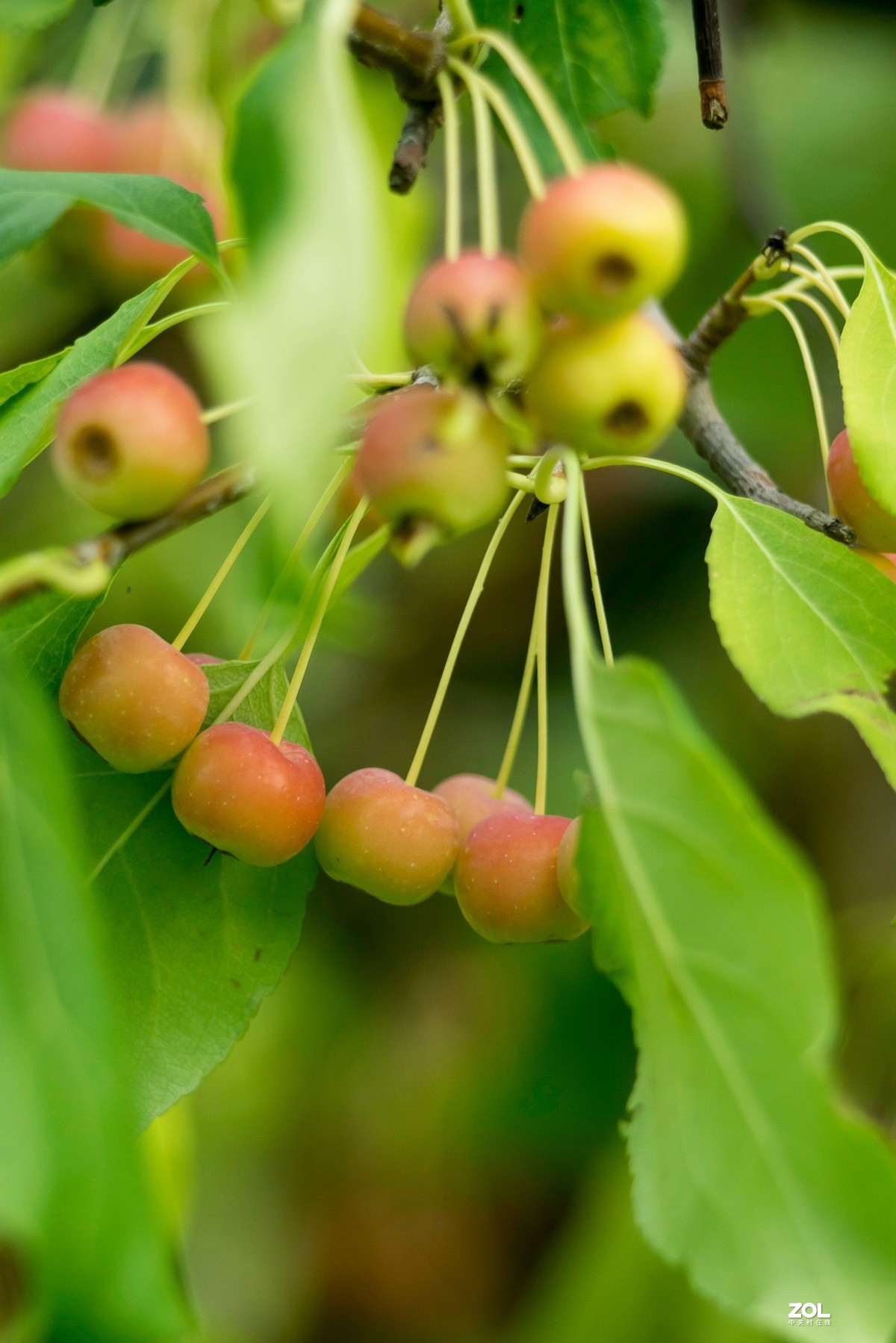 色彩鲜艳的海棠果