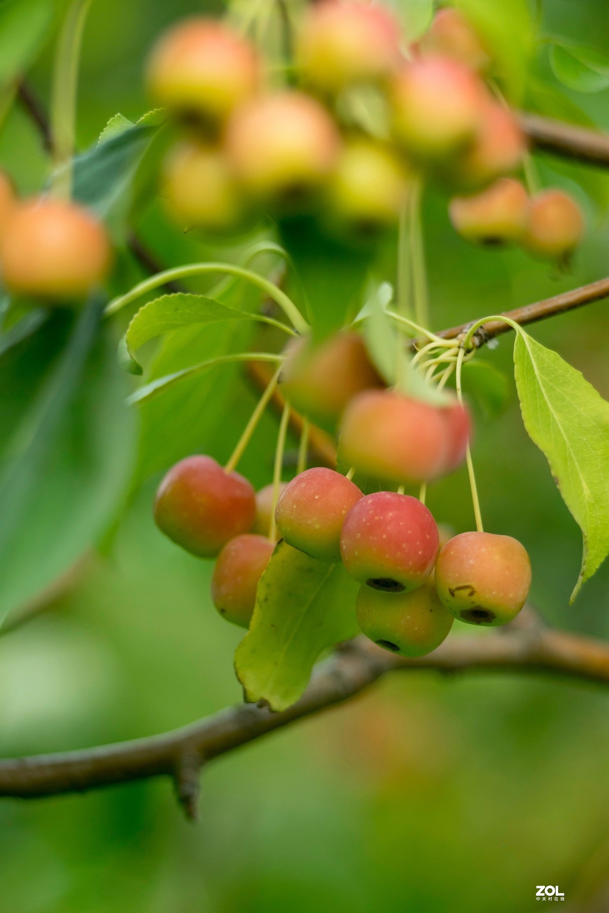 色彩鲜艳的海棠果