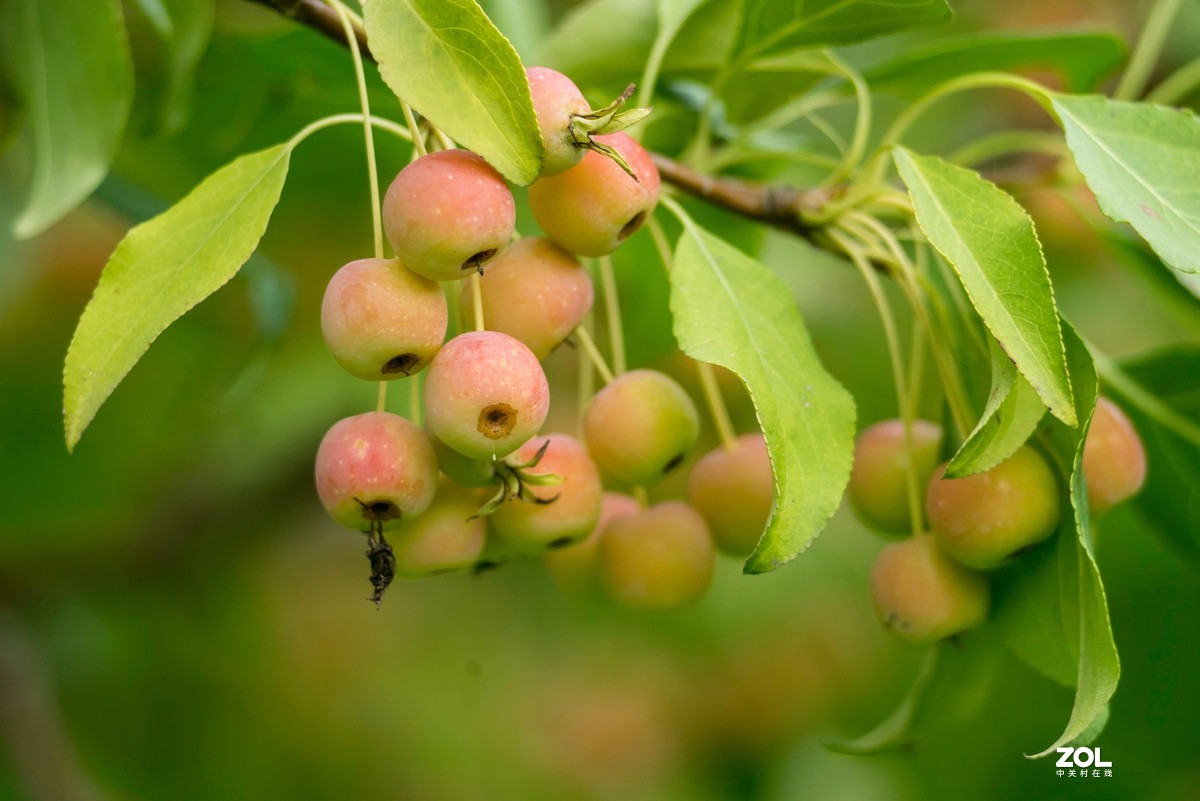 色彩鲜艳的海棠果