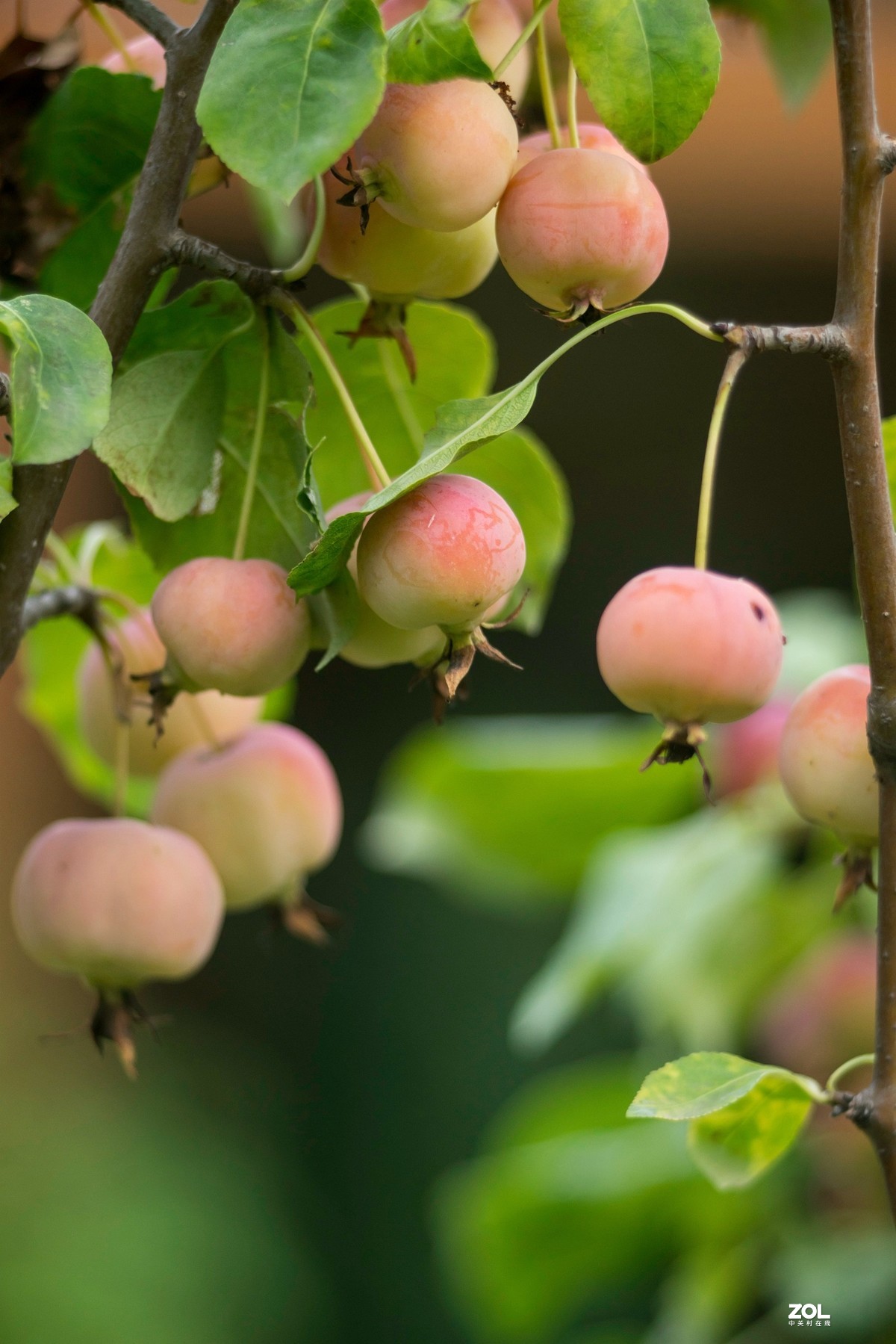 色彩鲜艳的海棠果