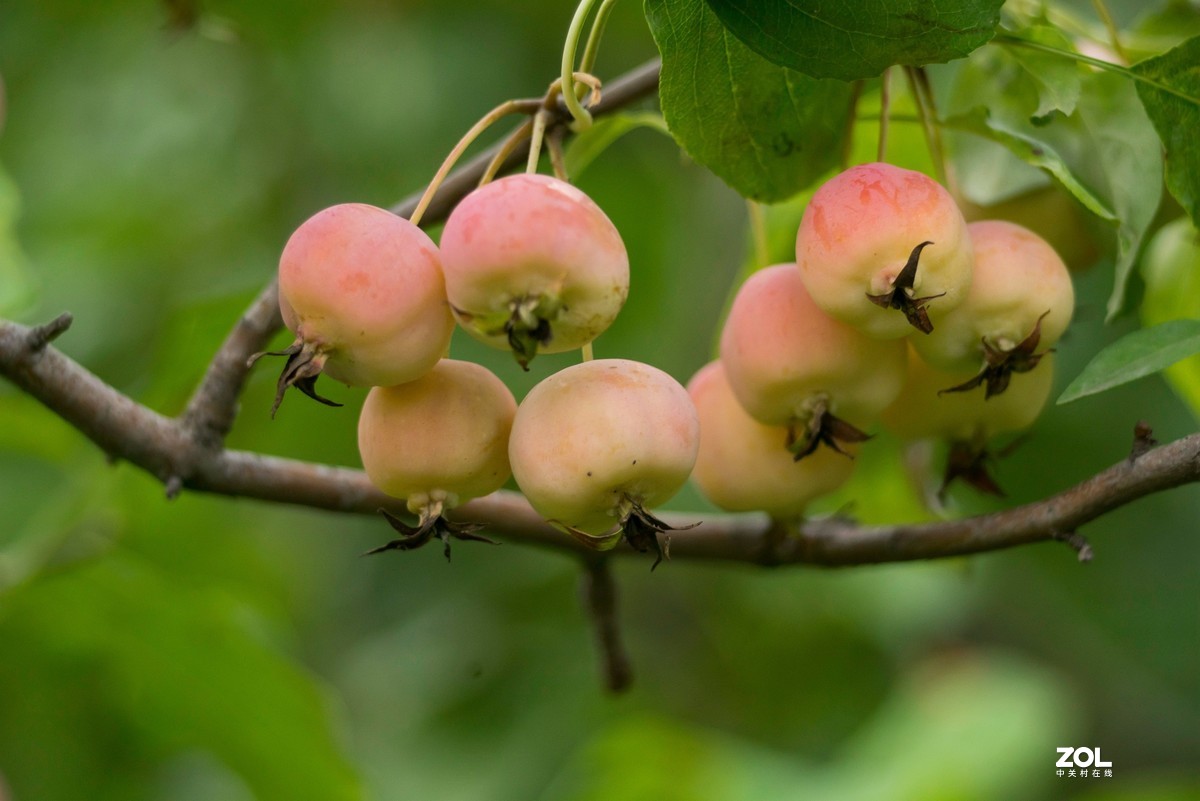 色彩鲜艳的海棠果