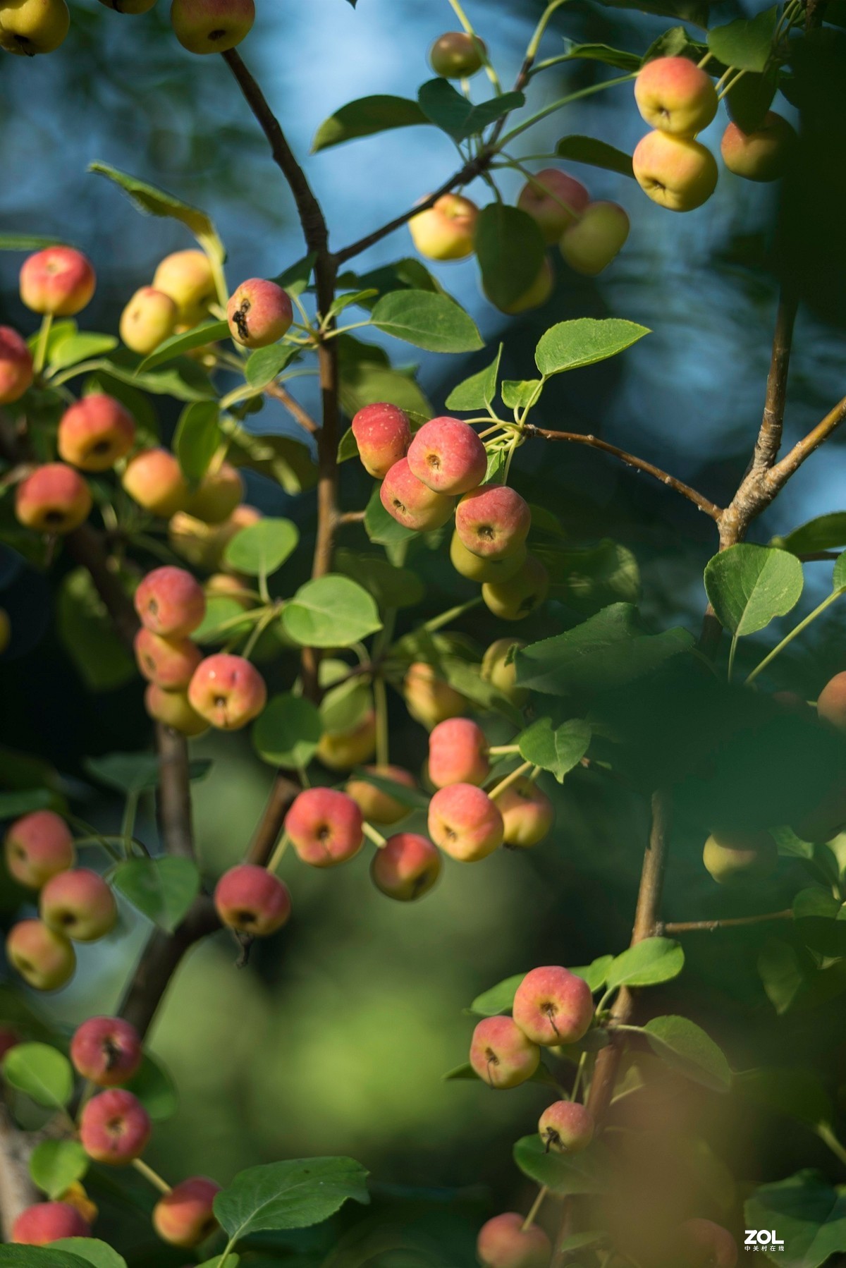 色彩鲜艳的海棠果