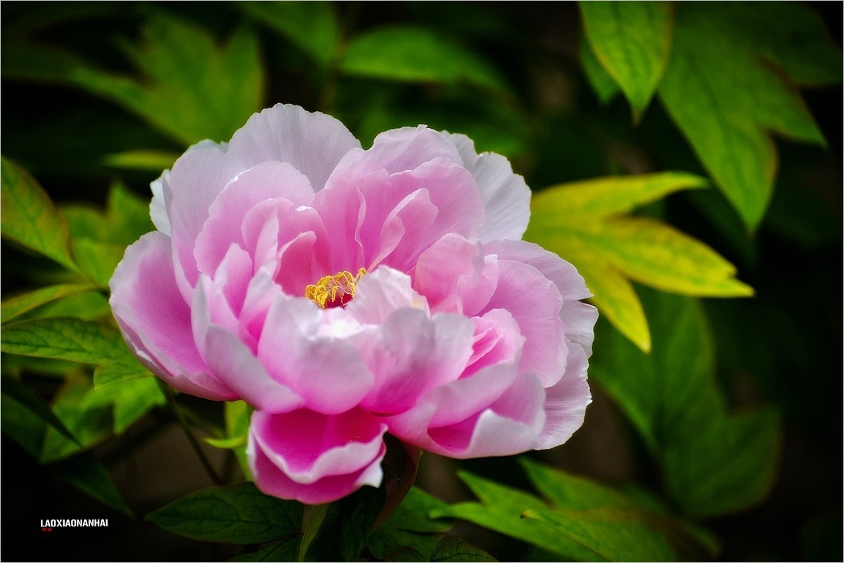 2021年第644贴花好月圆中秋快乐景山牡丹花拍230921f