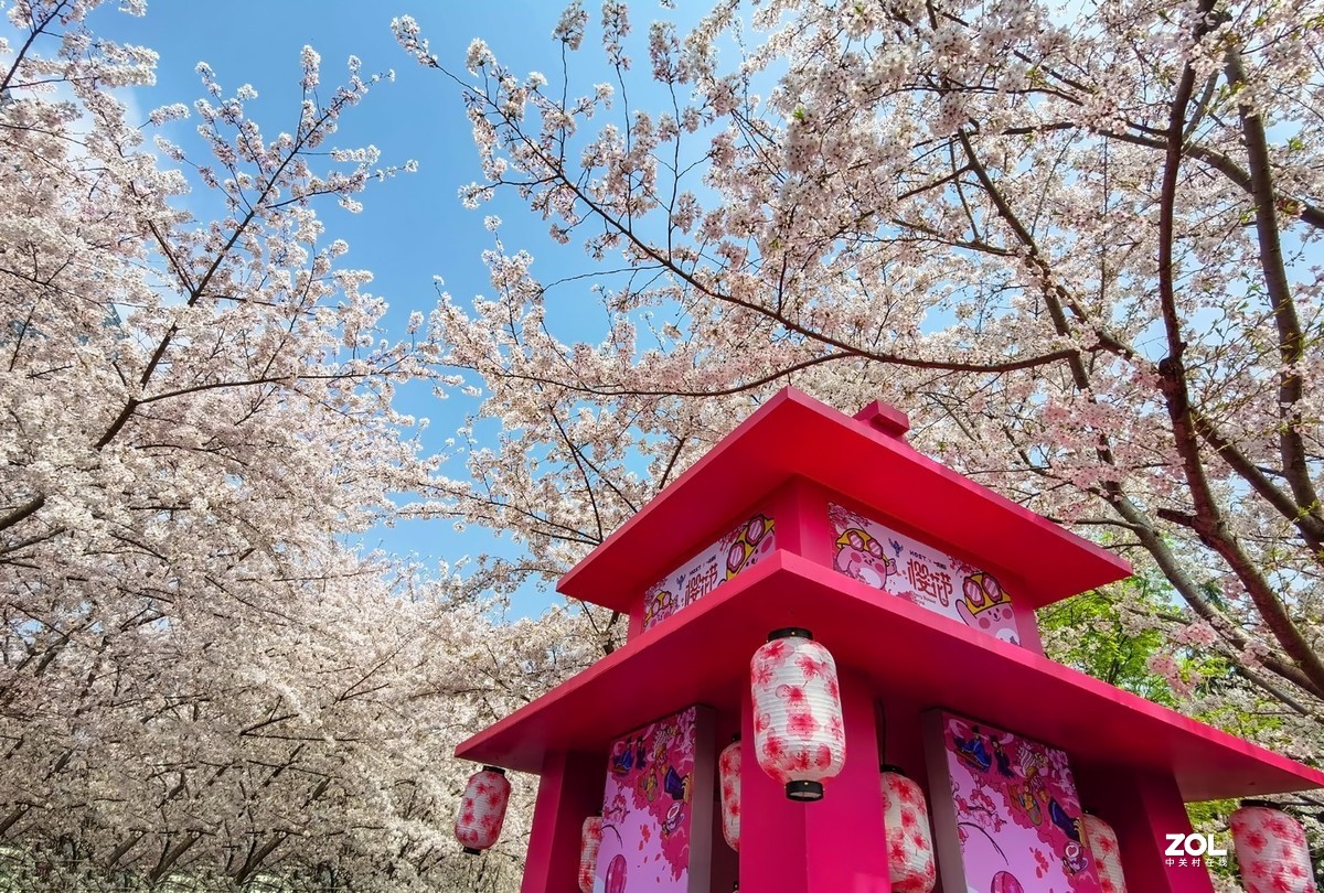 鲁迅公园樱花