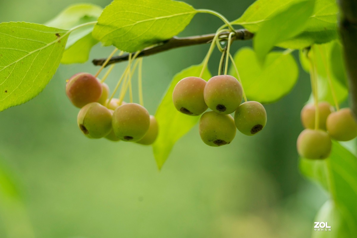 色彩鲜艳的海棠果
